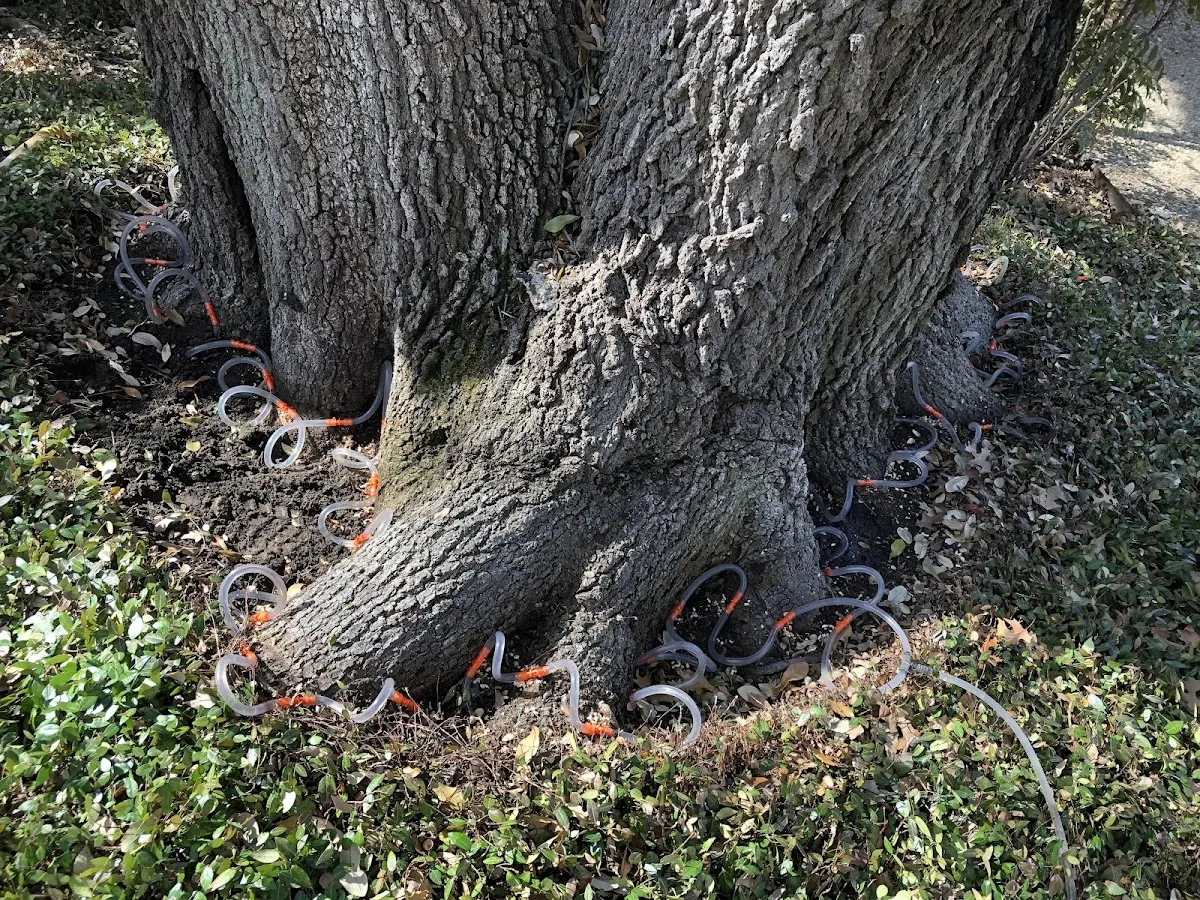 Detailed Tree Cabling and Bracing job site in Brokaw