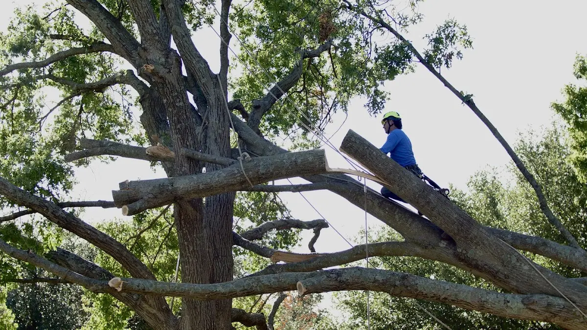 Professional Crown Thinning performed by certified arborists in Brokaw