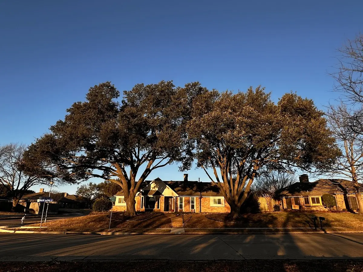 Established residential canopy tree shading a home in Brokaw
